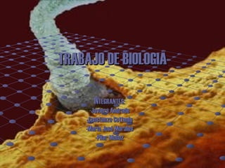 TRABAJO DE BIOLOGIA INTEGRANTES: -Javiera Andrade -Constanza Cottenie -María José Morales -Pilar Muñoz 