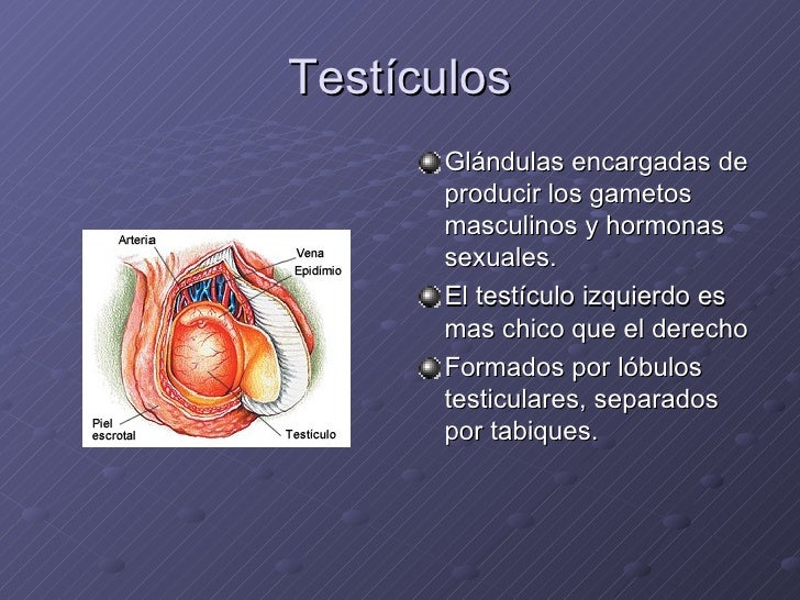 Porque Os Testículos Ficam Na Parte Externa Do Sistema Masculino