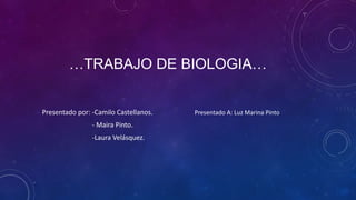 …TRABAJO DE BIOLOGIA…
Presentado por: -Camilo Castellanos.
- Maira Pinto.
-Laura Velásquez.
Presentado A: Luz Marina Pinto
 