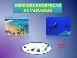ESPECIES ENDÉMICAS
DE CANARIAS

VÍCTOR
AFONSO
4B

 
