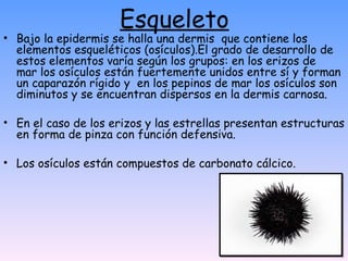 Esqueleto Bajo la epidermis se halla una dermis  que contiene los elementos esqueléticos (osículos).El grado de desarrollo de estos elementos varía según los grupos: en los erizos de mar los osículos están fuertemente unidos entre sí y forman un caparazón rígido y  en los pepinos de mar los osículos son diminutos y se encuentran dispersos en la dermis carnosa. En el caso de los erizos y las estrellas presentan estructuras en forma de pinza con función defensiva. Los osículos están compuestos de carbonato cálcico.   