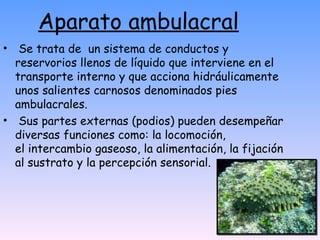  Aparato ambulacral Se trata de  un sistema de conductos y reservorios llenos de líquido que interviene en el transporte interno y que acciona hidráulicamente unos salientes carnosos denominados pies ambulacrales. Sus partes externas (podios) pueden desempeñar diversas funciones como: la locomoción, el intercambio gaseoso, la alimentación, la fijación al sustrato y la percepción sensorial.  