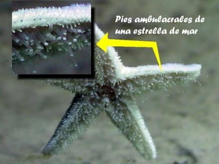 Pies ambulacrales de una estrella de mar 
