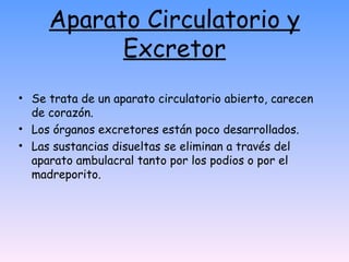 Aparato Circulatorio y Excretor Se trata de un aparato circulatorio abierto, carecen de corazón. Los órganos excretores están poco desarrollados. Las sustancias disueltas se eliminan a través del aparato ambulacral tanto por los podios o por el madreporito. 