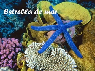 Estrella de mar 