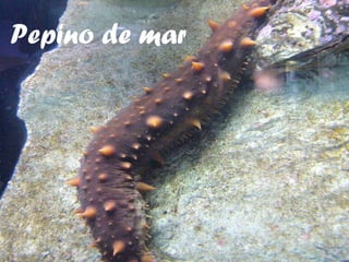 Pepino de mar 