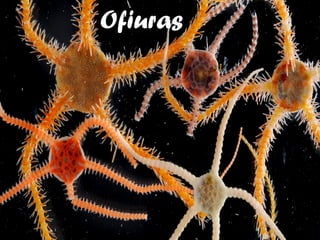 Ofiuras 