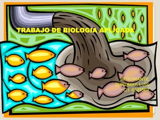 TRABAJO DE BIOLOGIA APLICADA




                         INTEGRANTE
                       SURUMAY, LUIS
                           C.I: 6323569
 