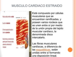 MUSCULO CARDIACO ESTRAIDO
Está compuesto por células
musculares que se
encuentran ramificadas, y
poseen varios núcleos que
se unen entre sí por medio
de la unión propia del tejido
muscular cardíaco, la
denominada disco
intercalarlo.
Las fibras musculares
cardíacas, a diferencia de
las esqueléticas, están
unidas entre sí formando
una disposición lineal.
 