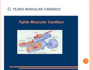 EL TEJIDO MUSCULAR CARDÍACO
 