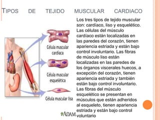 TIPOS DE TEJIDO MUSCULAR CARDIACO
Los tres tipos de tejido muscular
son: cardíaco, liso y esquelético.
Las células del músculo
cardíaco están localizadas en
las paredes del corazón, tienen
apariencia estriada y están bajo
control involuntario. Las fibras
de músculo liso están
localizadas en las paredes de
los órganos viscerales huecos, a
excepción del corazón, tienen
apariencia estriada y también
están bajo control involuntario.
Las fibras del músculo
esquelético se presentan en
músculos que están adheridos
al esqueleto, tienen apariencia
estriada y están bajo control
voluntario
 