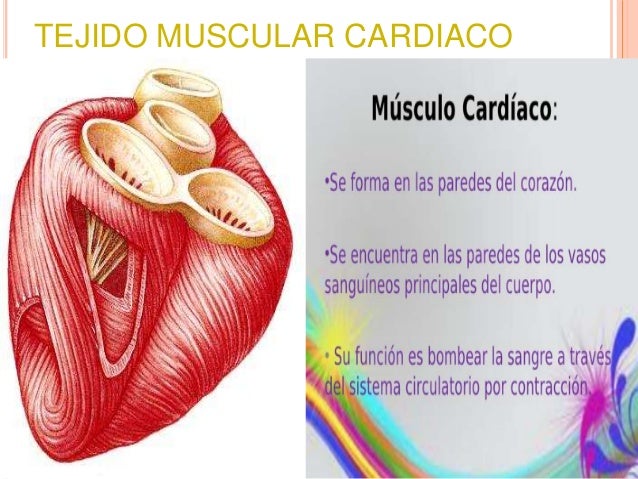 Tejido Muscular Cardiaco 82