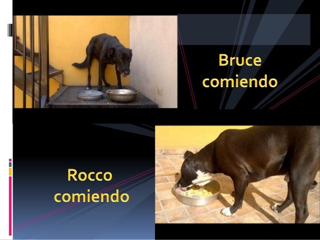comportamiento adquirido e innato