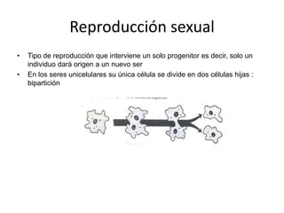 Reproducción asexual
• En algunos seres in vertebrados sencillos como la hidra el descendiente se
forma poco a poco por un...