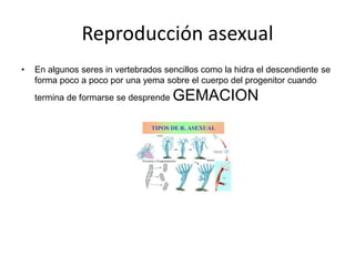 TIPOS
• Bipartición : Es un proceso de reproducción asexual consistente en
la división de una organismo unicelular denomin...