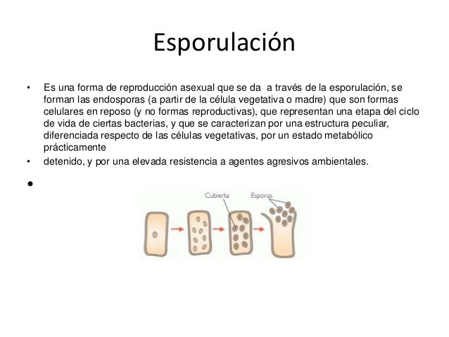 Trabajo de biologia yuli