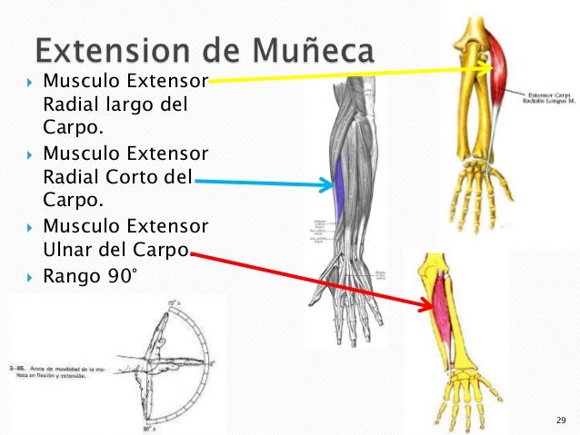 articulaciones y músculos agonistas
