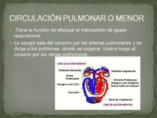  Tiene la función de efectuar el intercambio de gases
  respiratorios
 La sangre sale del corazón por las arterias pulmonares y se
  dirige a los pulmones, donde se oxigena. Vuelve luego al
  corazón por las venas pulmonares.
 