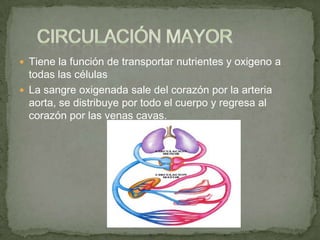  Tiene la función de transportar nutrientes y oxigeno a
  todas las células
 La sangre oxigenada sale del corazón por la arteria
  aorta, se distribuye por todo el cuerpo y regresa al
  corazón por las venas cavas.
 