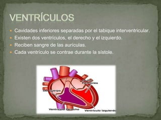  Cavidades inferiores separadas por el tabique interventricular.
 Existen dos ventrículos, el derecho y el izquierdo.
 Reciben sangre de las aurículas.
 Cada ventrículo se contrae durante la sístole.
 