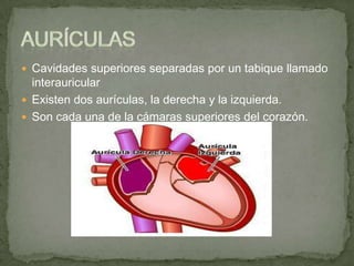  Cavidades superiores separadas por un tabique llamado
  interauricular
 Existen dos aurículas, la derecha y la izquierda.
 Son cada una de la cámaras superiores del corazón.
 