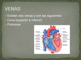  Existen dos venas y son las siguientes:
 Cava (superior e inferior)
 Pulmonar
 