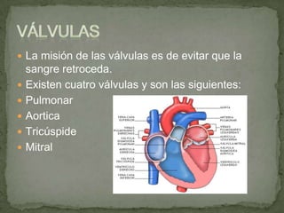  La misión de las válvulas es de evitar que la
    sangre retroceda.
   Existen cuatro válvulas y son las siguientes:
   Pulmonar
   Aortica
   Tricúspide
   Mitral
 