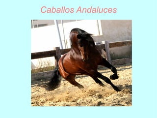 Caballos Andaluces
 