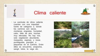 Clima caliente 
• La caminata de clima caliente 
cuentan con una intesidad 
fuerte de categoria 2, donde 
los caminos son secos, 
montanas angostas, humedad, 
calor, falta de aire, trochas 
muy elevadas. No hay rios, 
solo vegetación abundante, 
mosquitos, espinas, y rocas 
puntiagudas, grandes, o 
pequenas en el Camino. Entre 
ellos se encuentra, anapoima, 
sangil, tobia, la vega etc. 
 