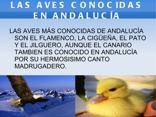 L A S A V E S C O N O C ID A S
      E N A N D A L U C ÍA
LAS AVES MÁS CONOCIDAS DE ANDALUCÍA
 SON EL FLAMENCO, LA CIGÜEÑA, EL PATO
 Y EL JILGUERO, AUNQUE EL CANARIO
 TAMBIEN ES CONOCIDO EN ANDALUCÍA
 POR SU HERMOSISIMO CANTO
 MADRUGADERO.
 