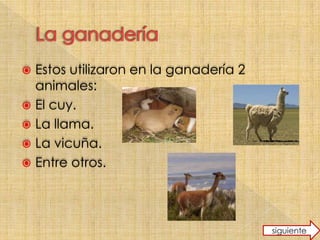  Estos utilizaron en la ganadería 2
animales:
El cuy.
La llama.
La vicuña.
Entre otros.
siguiente