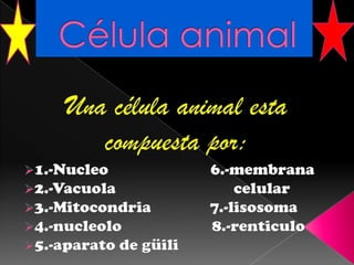 Célula animal Una célula animal esta compuesta por: ,[object Object]