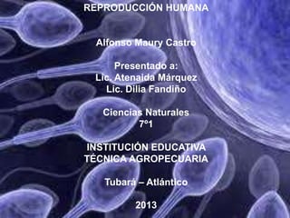 REPRODUCCIÓN HUMANA

Alfonso Maury Castro
Presentado a:
Lic. Atenaida Márquez
Lic. Dilia Fandiño
Ciencias Naturales
7º1
INSTITUCIÓN EDUCATIVA
TÉCNICA AGROPECUARIA
Tubará – Atlántico
2013

 
