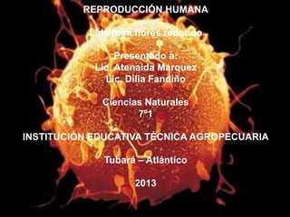 REPRODUCCIÓN HUMANA
Lida rosa flores redondo
Presentado a:
Lic. Atenaida Márquez
Lic. Dilia Fandiño
Ciencias Naturales
7º1
INSTITUCIÓN EDUCATIVA TÉCNICA AGROPECUARIA
Tubará – Atlántico
2013

 