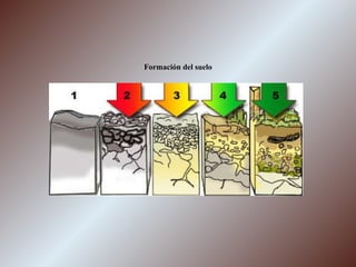 Formación del suelo 