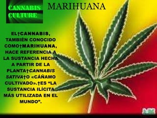 EL  CANNABIS , TAMBIÉN CONOCIDO COMO  MARIHUANA , HACE REFERENCIA A LA SUSTANCIA HECHA A PARTIR DE LA PLANTA  CANNABIS SATIVA  O «CÁÑAMO CULTIVADO». ES “LA SUSTANCIA ILÍCITA MÁS UTILIZADA EN EL MUNDO”. MARIHUANA 