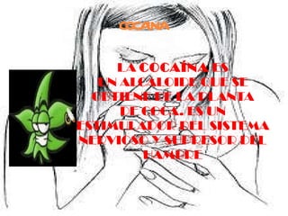 LA  COCAÍNA  ES UN ALCALOIDE QUE SE OBTIENE DE LA PLANTA DE COCA. ES UN ESTIMULADOR DEL SISTEMA NERVIOSO Y SUPRESOR DEL HAMBRE COCAINA   