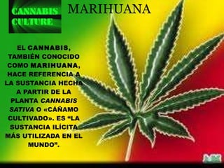 EL  CANNABIS , TAMBIÉN CONOCIDO COMO  MARIHUANA , HACE REFERENCIA A LA SUSTANCIA HECHA A PARTIR DE LA PLANTA  CANNABIS SATIVA  O «CÁÑAMO CULTIVADO». ES “LA SUSTANCIA ILÍCITA MÁS UTILIZADA EN EL MUNDO”. MARIHUANA 