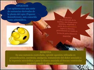 OPIACEOS  Los opiáceos son una serie de sustancias derivadas de la planta del opio (Papaver Somniferum), más conocida como adormidera. HEROÍNA es un derivado de la morfina, una droga semi-sintética, originada a partir de la  adormidera  (opio) La Heroína generalmente se vende en forma de polvo blanco  o marrón MORFINA Es una sustancia controlada, opioide agonista utilizada en premedicación, anestesia, analgesia, tratamiento del dolor asociado a la isquemia miocárdica y para la disnea asociada al fracaso ventricular izquierdo agudo y edema pulmonar. 