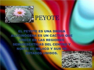 EL PEYOTE ES UNA DROGA ALUCINÓGENA ES UN CACTUS QUE CRECE EN LAS REGIONES SEMIDESÉRTICAS DEL CENTRO Y NORTE DE MÉJICO Y SUR DE ESTADOS UNIDOS. PEYOTE 