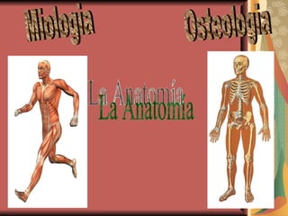 Osteologia Miologia La Anatomía 