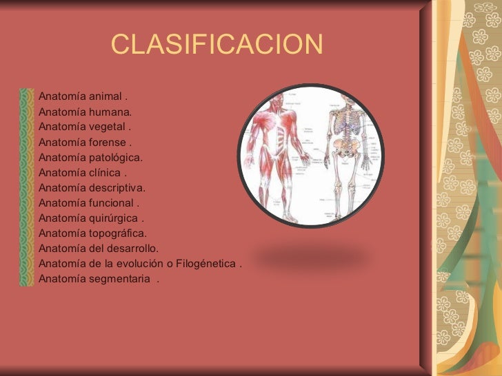 Osteologia y miologia
