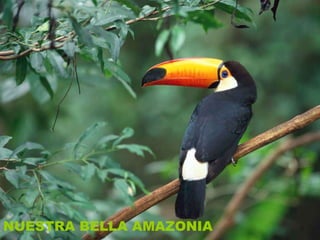 N NUESTRA BELLA AMAZONIA 