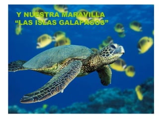Y NUESTRA MARAVILLA  “LAS ISLAS GALAPAGOS” 