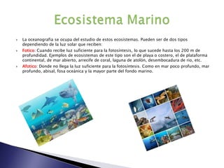    La oceanografia se ocupa del estudio de estos ecosistemas. Pueden ser de dos tipos
    dependiendo de la luz solar que reciben:
   Fotico: Cuando recibe luz suficiente para la fotosíntesis, lo que sucede hasta los 200 m de
    profundidad. Ejemplos de ecosistemas de este tipo son el de playa o costero, el de plataforma
    continental, de mar abierto, arrecife de coral, laguna de atolón, desembocadura de rio, etc.
   Afotico: Donde no llega la luz suficiente para la fotosíntesis. Como en mar poco profundo, mar
    profundo, abisal, fosa oceánica y la mayor parte del fondo marino.
 