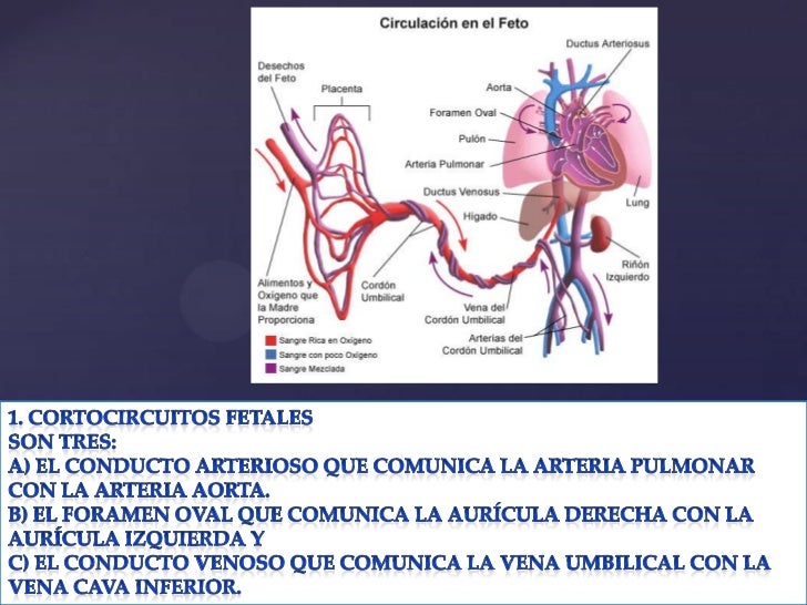 CIRCULACIÓN FETAL