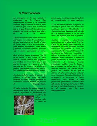 13
la flora y la fauna
La vegetación es la más variada y
exuberante de la Tierra. Las
temperaturas elevadas y la humedad
excesiva originan varios estratos o pisos
de árboles, que luchan por alcanzar la
luz, a la que llegan sólo los ejemplares
gigantes que se elevan hasta una altura
de 40 a 50 metros.
En las alturas las copas de los árboles se
entrelazan con miles de enredaderas y
forman una cubierta que impide el paso
de la luz solar, y sirve de habitación a
gran número de animales, como monos
y pájaros de diversas especies, que rara
vez o nunca descienden al suelo.
Otro nivel lo forman árboles de 10 a 20
m de altura, y más abajo, en otros
niveles, crecen árboles más pequeños
que reciben los pocos rayos de Sol que
logran traspasar la espesura. En la
mayoría de los troncos se distinguen
plantas epífitas tan abundantes, a veces,
que cubren totalmente tronco y ramaje.
En el piso inferior cientos de especies de
arbustos se elevan sobre un suelo
cubierto de hojas, ramitas, desechos de
animales e insectos muertos, en proceso
de descomposición.
El calor húmedo, la semioscuridad de
las regiones bajas, el exceso de lianas y
bejucos, dificultan la penetración del
hombre a la
selva,
posible sólo
a través de
los ríos, que constituyen la principal vía
de comunicación en estas regiones.
Es tan notable la variedad de especies en
esta región que en una zona de sólo dos
hectáreas fueron identificadas en
Guyana (antigua Guayana Inglesa) más
de 150 especies leñosas y, en un solo
árbol, 80 especies distintas de plantas.
Muchas plantas fanerógamas
comerciales son originarias de la selva.
Entre las de mayor valor comercial se
encuentran la caoba, el ébano, diversas
variedades de plátano, el cacao, el
cocotero, el cedro rojo, el chicozapote de
México, cuyos frutos son comestibles y
del que se extrae el látex (chicle) que es
la materia prima con la que se elabora la
goma de mascar; el ricino, el palo de
Campeche, el mangle, plantas
trepadoras y epífitas como las lianas y
las orquídeas, la ceiba, cerca de 20
especies arbóreas del género Hevea,
propias de América, de las que se
obtiene el látex especial para elaborar
hule, tales como Hevea benthamiana, H.
guyanensis, H. spruceana y Hevea
brasiliensis, esta última la más
productiva, propiamente llamada árbol
del caucho porque proporciona el 90%
de toda la materia prima que se consume
en el mundo para las usos
correspondientes.
 