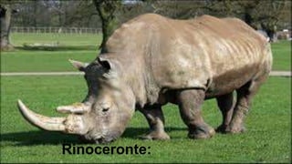 Rinoceronte:
 