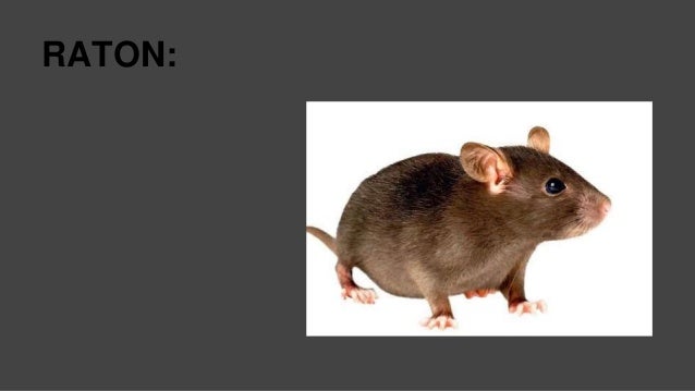 COSAS Y ANIMALES CON LA LETRA R