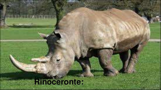 COSAS Y ANIMALES CON LA LETRA R